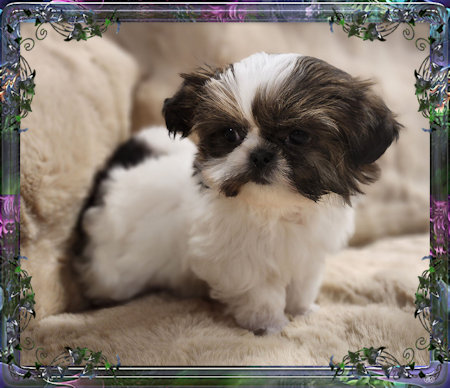 Tiny little female chinese imperial shih tzu puppies for sale teacup